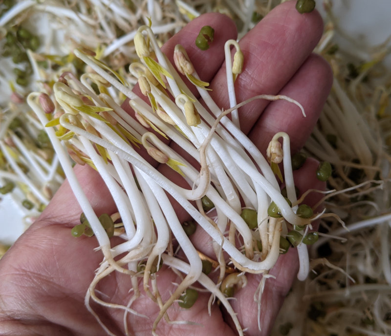 homemade mung bean sprouts