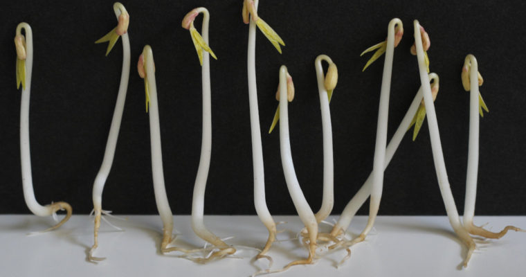 Mung bean sprouts 101 | How to grow mung bean sprouts