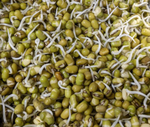 south-asian-bean-sprouts